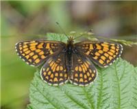 Melitaea athalia - thumbnail