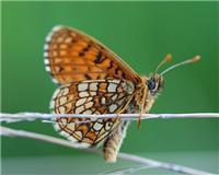 Melitaea britomartis - thumbnail