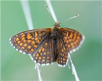 Melitaea britomartis - thumbnail