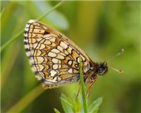 Melitaea britomartis - thumbnail