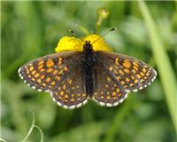 Melitaea britomartis - thumbnail