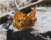 Melitaea cinxia - thumbnail