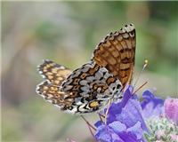 Melitaea cinxia - thumbnail