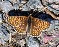 Melitaea cinxia - thumbnail