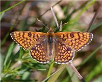 Melitaea cinxia - thumbnail