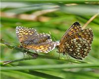 Melitaea diamina - thumbnail