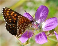 Melitaea diamina - thumbnail