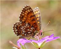 Melitaea diamina - thumbnail