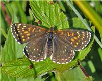 Melitaea diamina - thumbnail