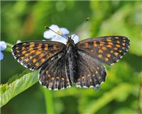 Melitaea diamina - thumbnail