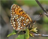 Melitaea diamina - thumbnail