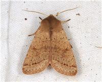 Orthosia cerasi - Busksälgfly - thumbnail