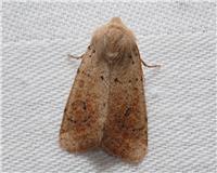 Orthosia cruda - thumbnail