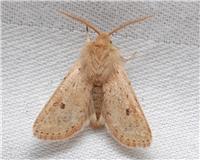 Orthosia cruda - thumbnail