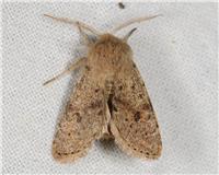 Orthosia cruda - thumbnail