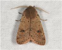 Orthosia cruda - thumbnail