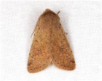 Orthosia cruda - thumbnail