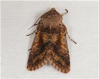 Orthosia gothica - thumbnail