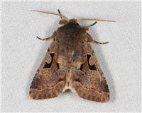 Orthosia gothica - Gotiskt sälgfly - thumbnail