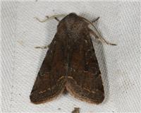 Orthosia incerta - thumbnail