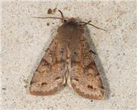 Orthosia incerta - thumbnail