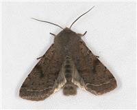 Orthosia incerta - thumbnail