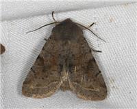 Orthosia incerta - thumbnail