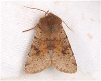 Orthosia incerta - thumbnail