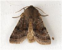 Orthosia incerta - thumbnail