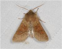 Orthosia miniosa - thumbnail