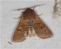 Orthosia miniosa - thumbnail