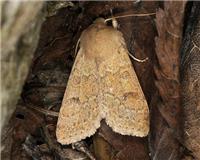 Orthosia miniosa - thumbnail