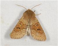 Orthosia miniosa - thumbnail