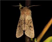 Orthosia miniosa - thumbnail