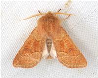 Orthosia miniosa - thumbnail