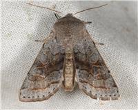 Brunbandat sälgfly - Orthosia opima - tummnagel