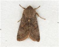 Orthosia populeti - thumbnail