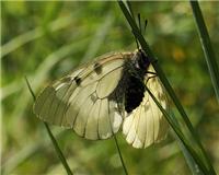 Parnassius mnemosyne - thumbnail