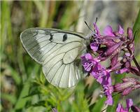 Parnassius mnemosyne - thumbnail