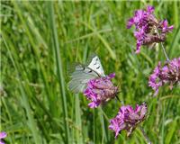 Parnassius mnemosyne - thumbnail