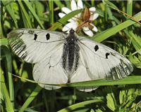 Parnassius mnemosyne - thumbnail