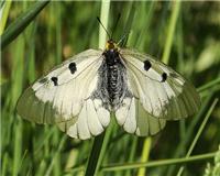 Parnassius mnemosyne - thumbnail