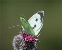 Pieris brassicae - thumbnail