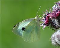 Pieris brassicae - thumbnail