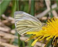 Pieris napi - thumbnail