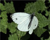 Pieris napi - thumbnail