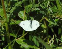 Pieris rapae - thumbnail