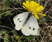 Pieris rapae - thumbnail