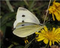 Pieris rapae - thumbnail