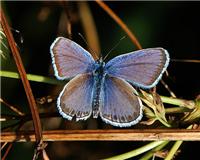 Plebejus argyrognomon - thumbnail